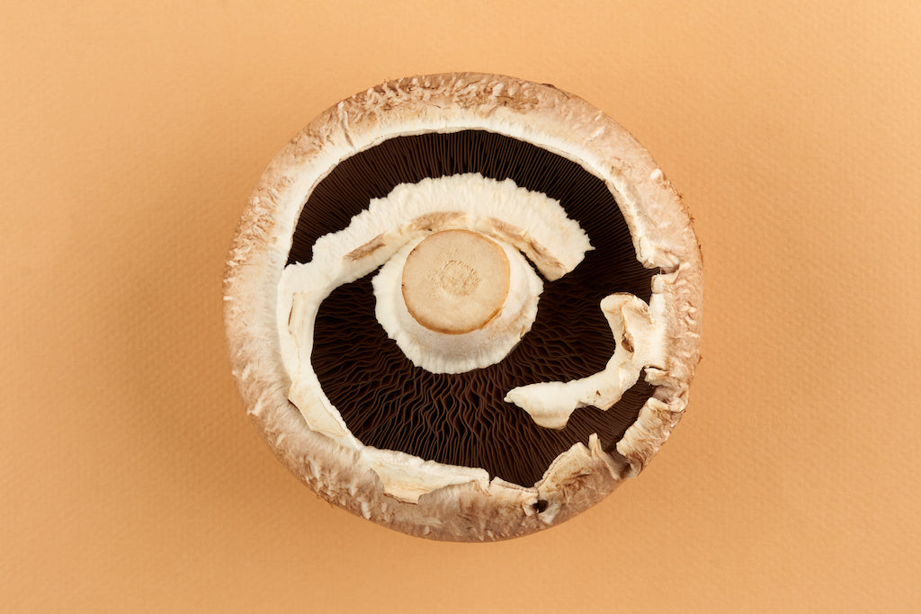 portabello mushroom